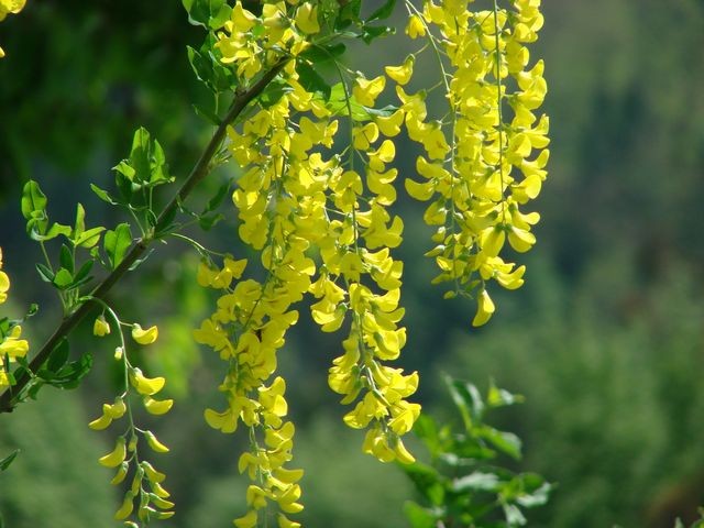 laburnum krupno